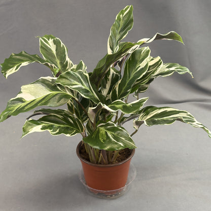 Calathea 'White Fusion'