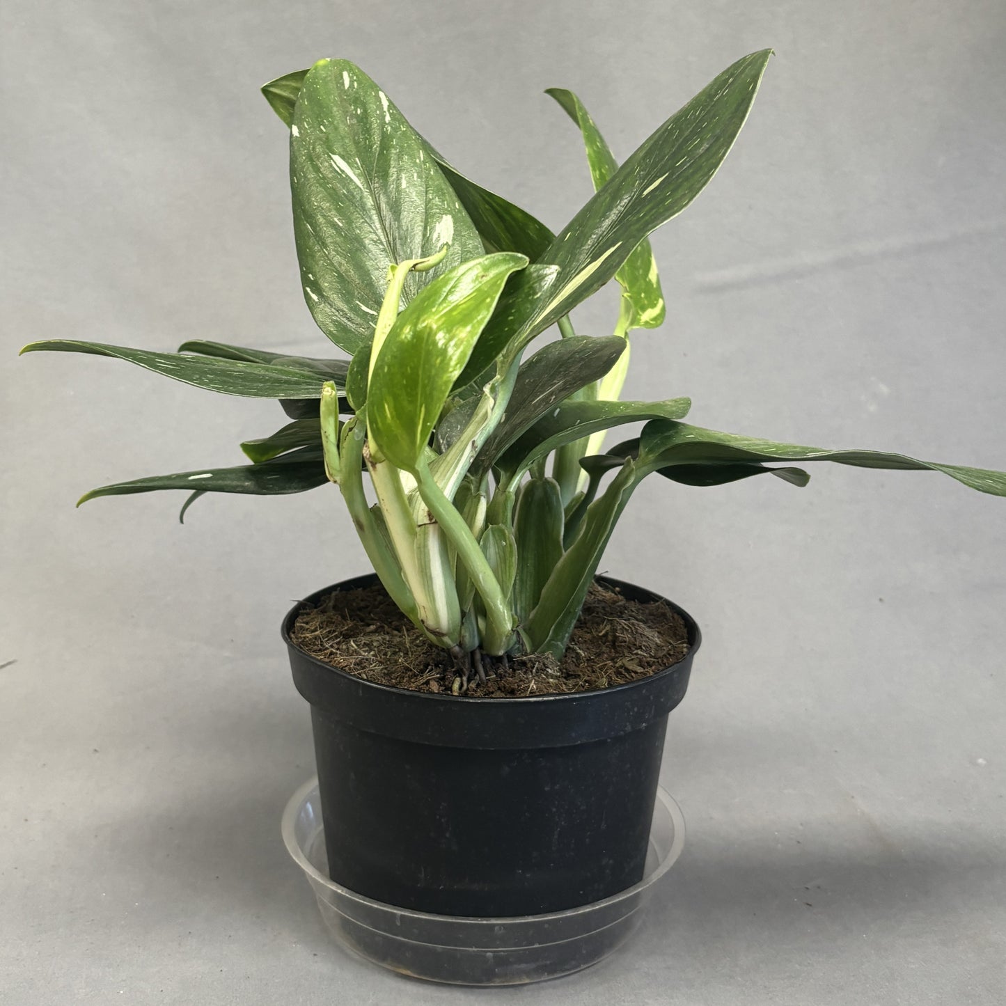 Philodendron 'Cobra'