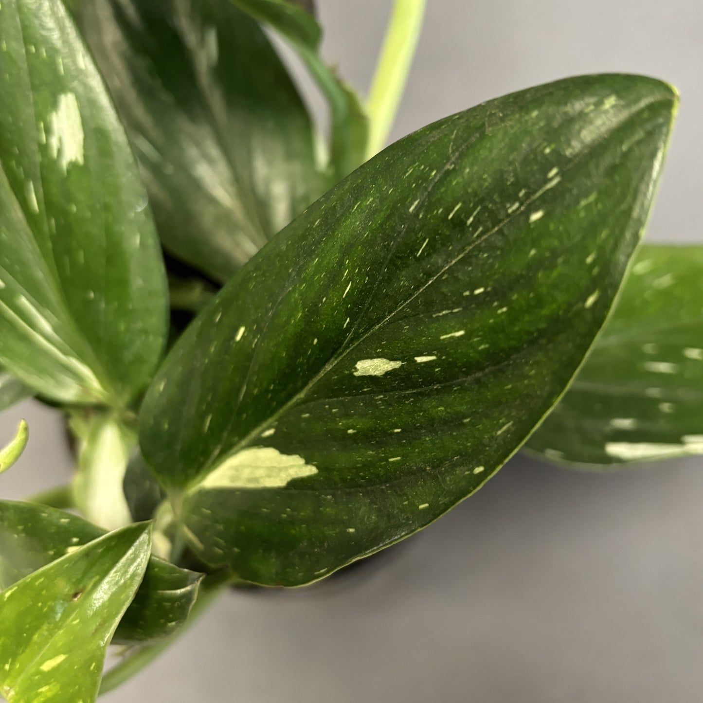 Philodendron 'Cobra'