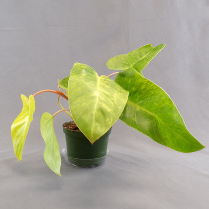 Philodendron 'Painted Lady'