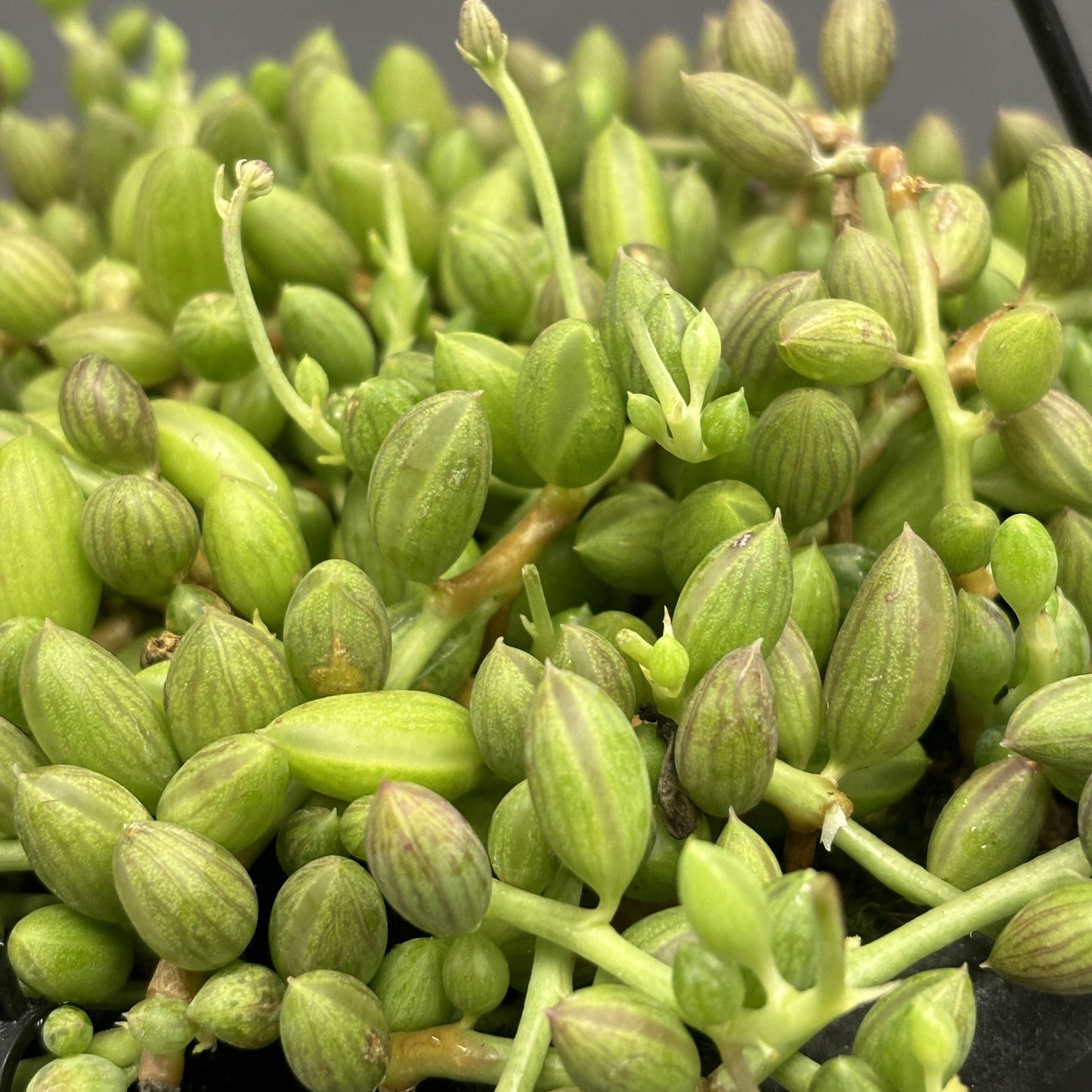 String of Watermelons