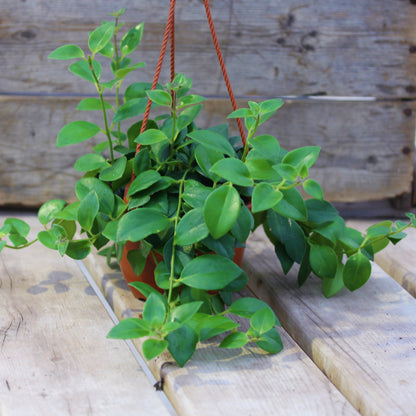 Lipstick Plant