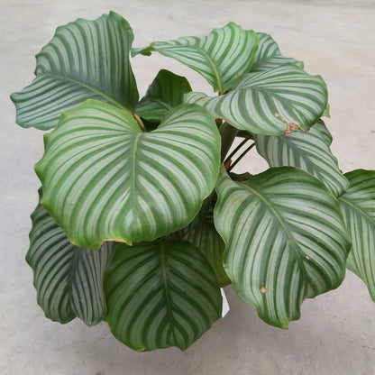 Calathea orbifolia