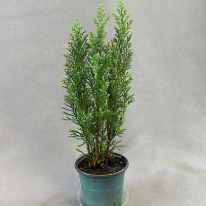 European Cypress