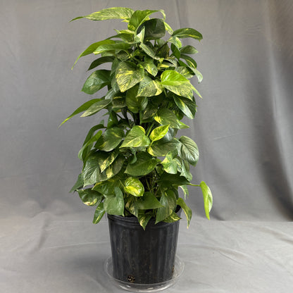 Pothos 'Golden'