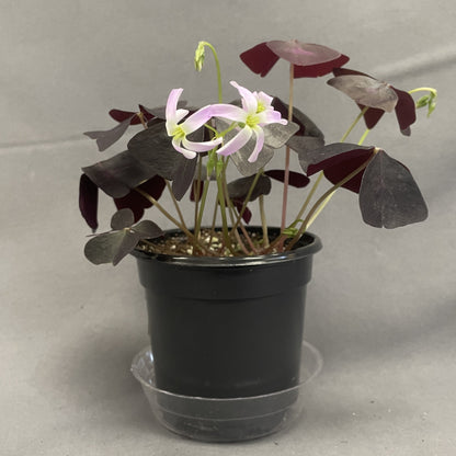 Oxalis 'False Shamrock'