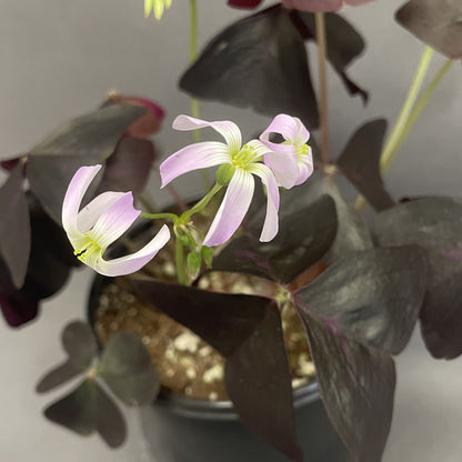 Oxalis 'False Shamrock'