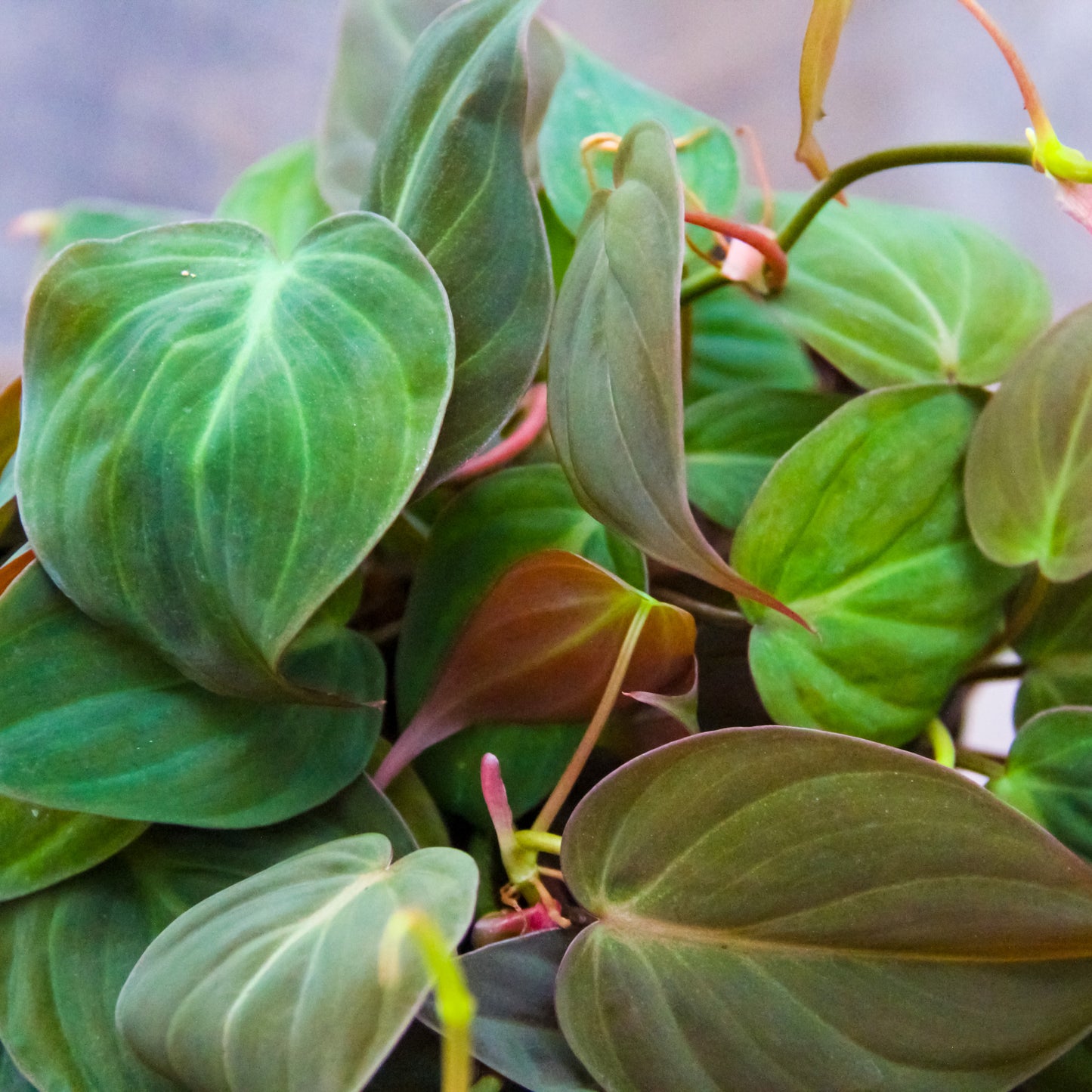 Philodendron 'Micans'