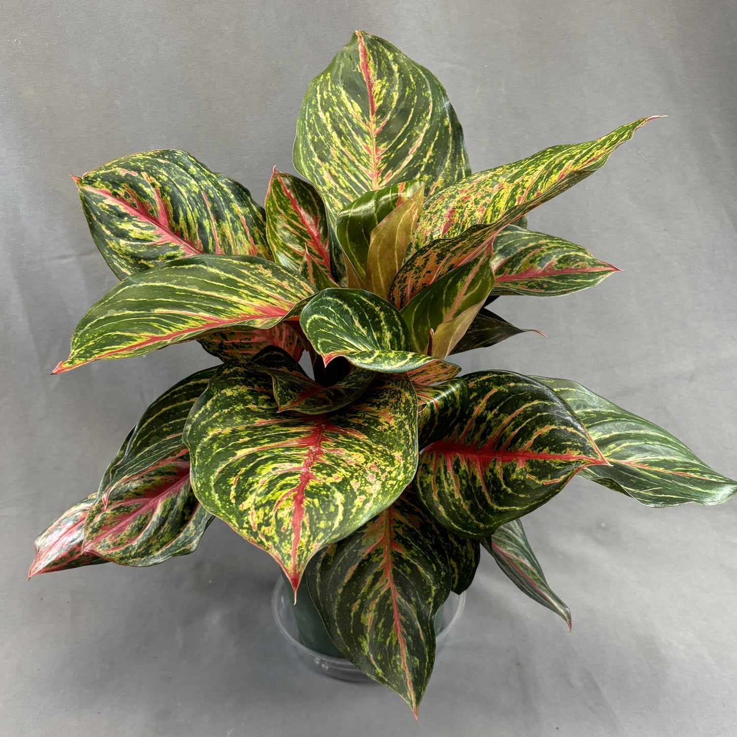 Aglaonema 'Red Emerald'