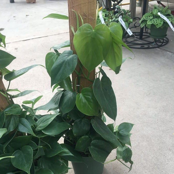 Philodendron cordatum