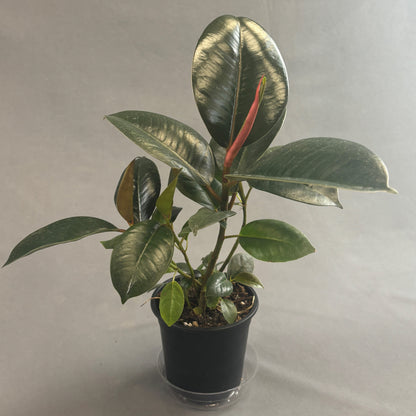 Ficus 'Burgundy'