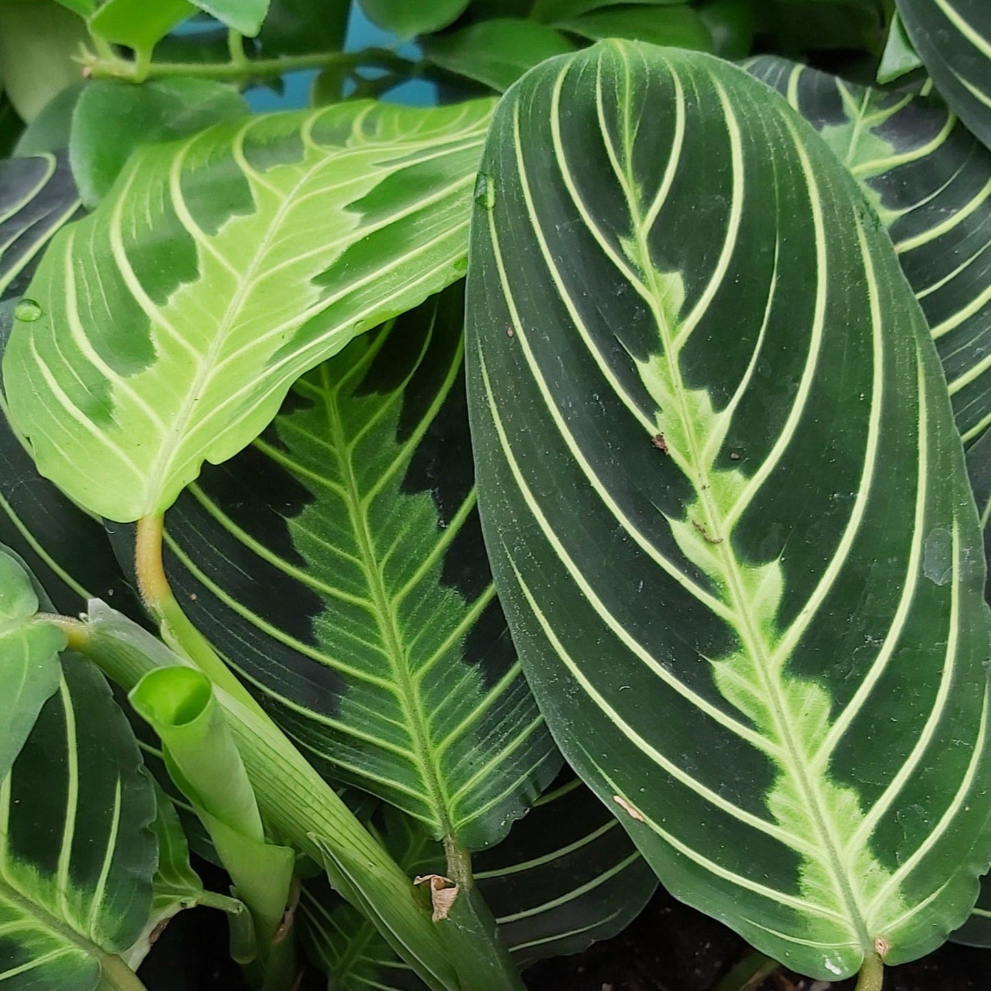 Maranta 'Lemon Lime'