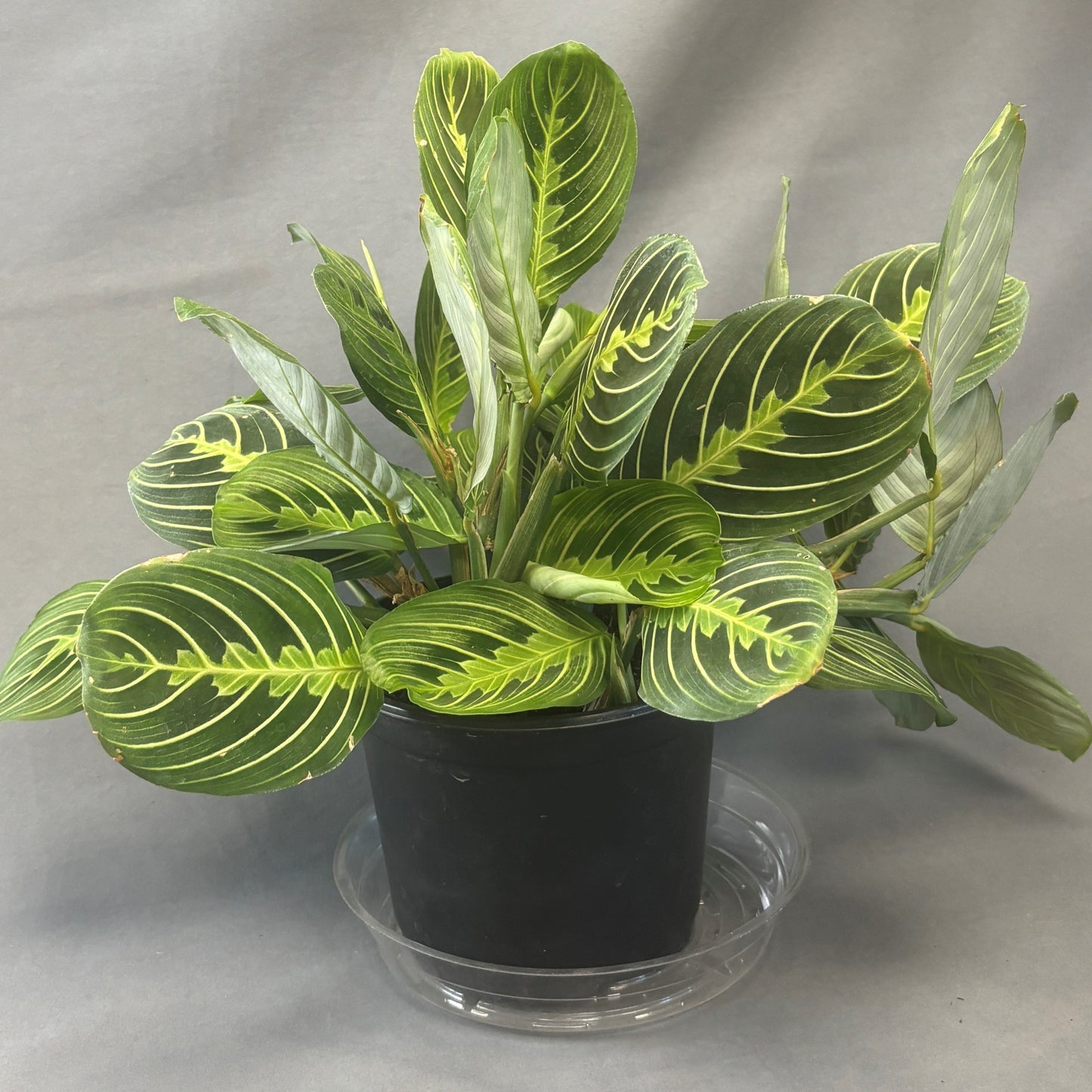 Maranta 'Lemon Lime'