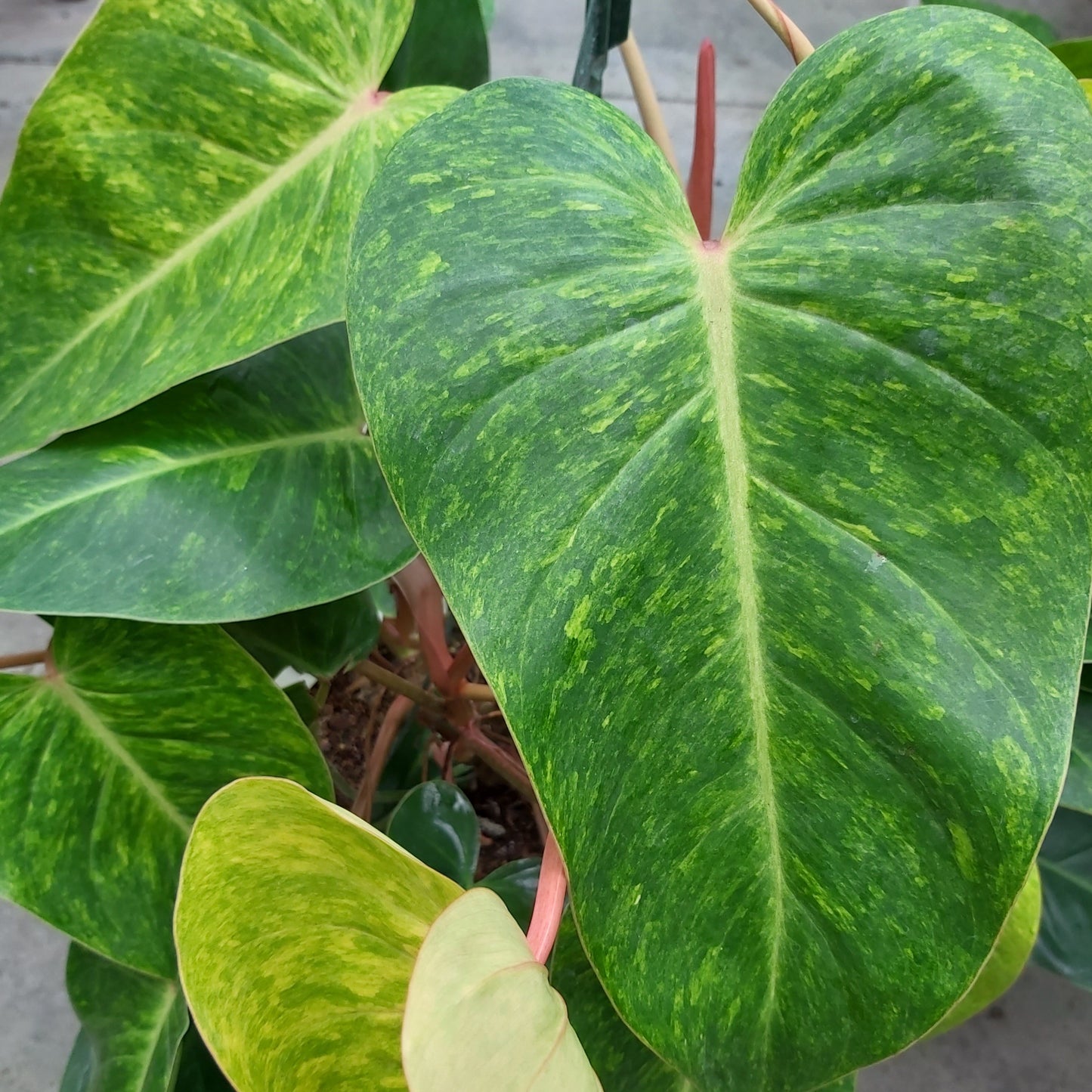 Philodendron 'Painted Lady'