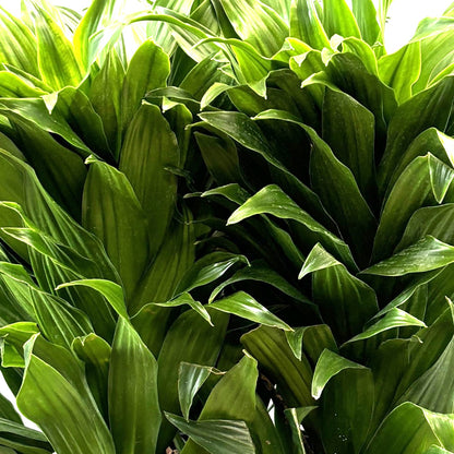 Dracaena 'Janet Craig'