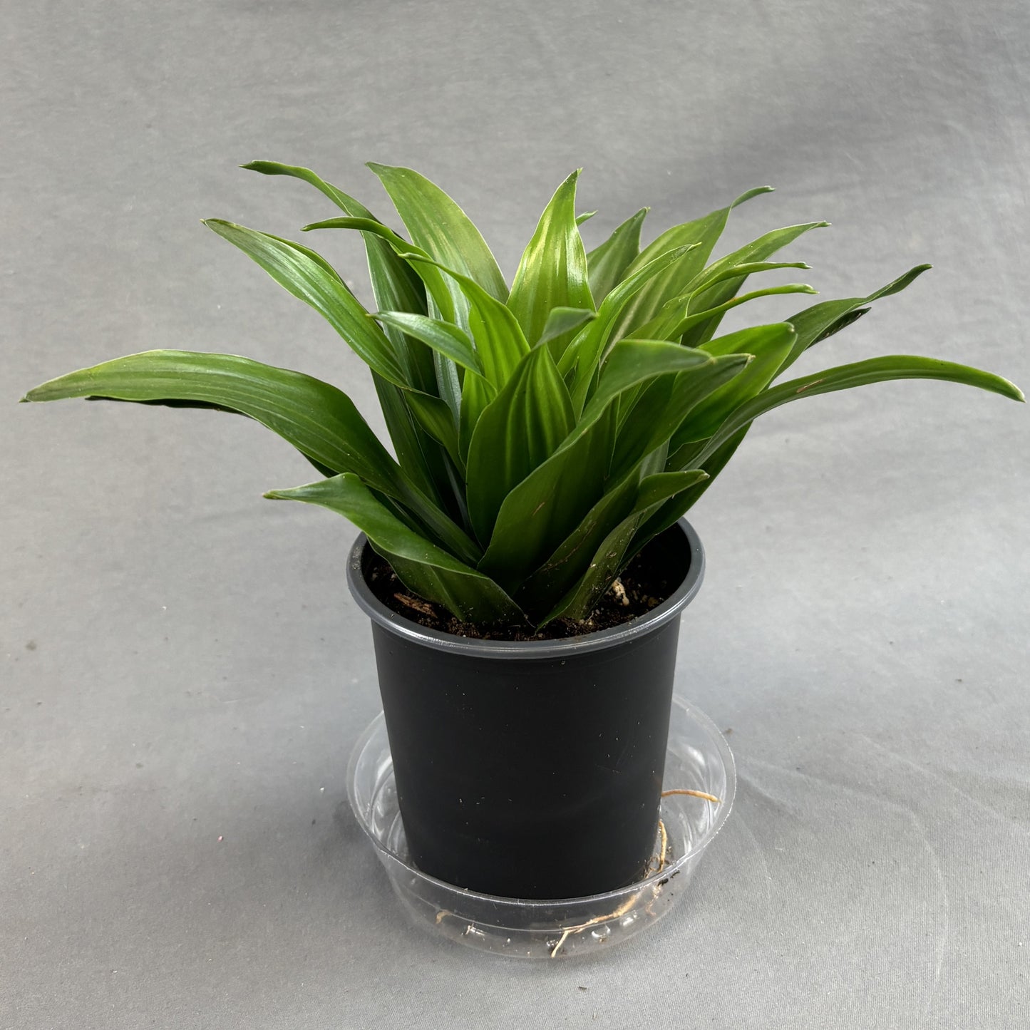 Dracaena 'Janet Craig'