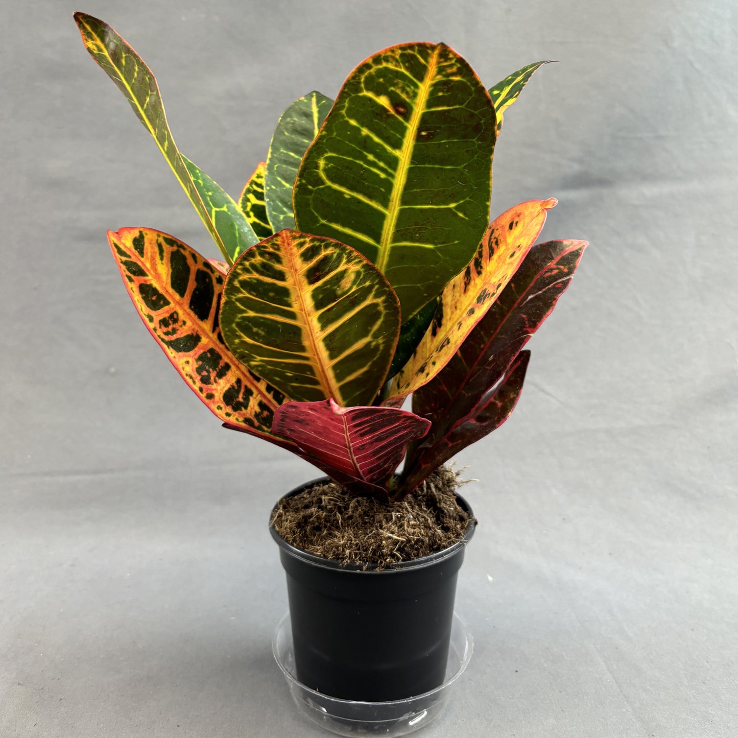 Croton 'Petra'