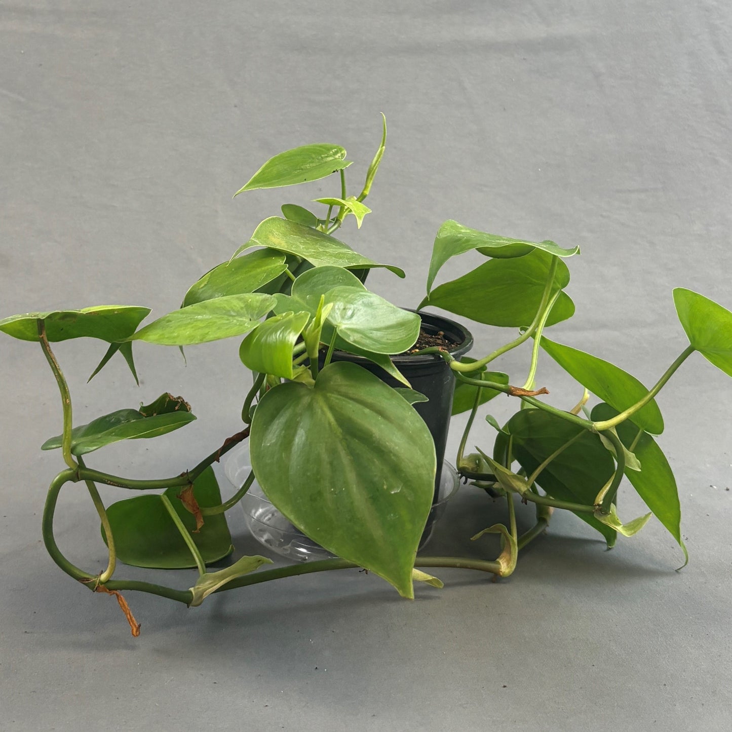 Philodendron cordatum