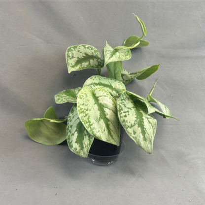 Pothos 'Silver Satin'