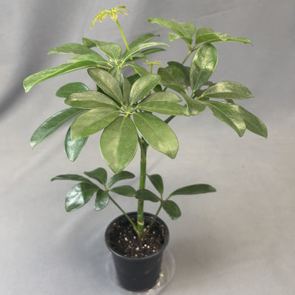 Schefflera arboricola