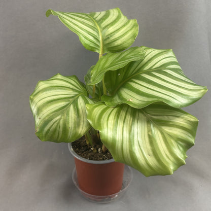 Calathea orbifolia