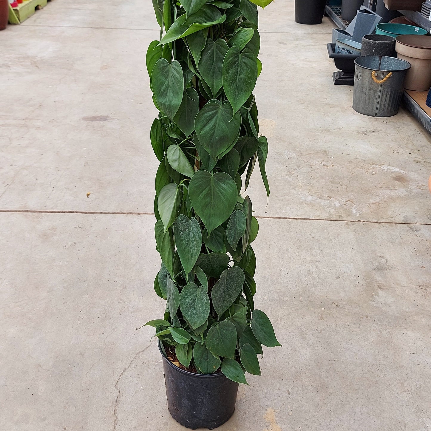 Philodendron cordatum