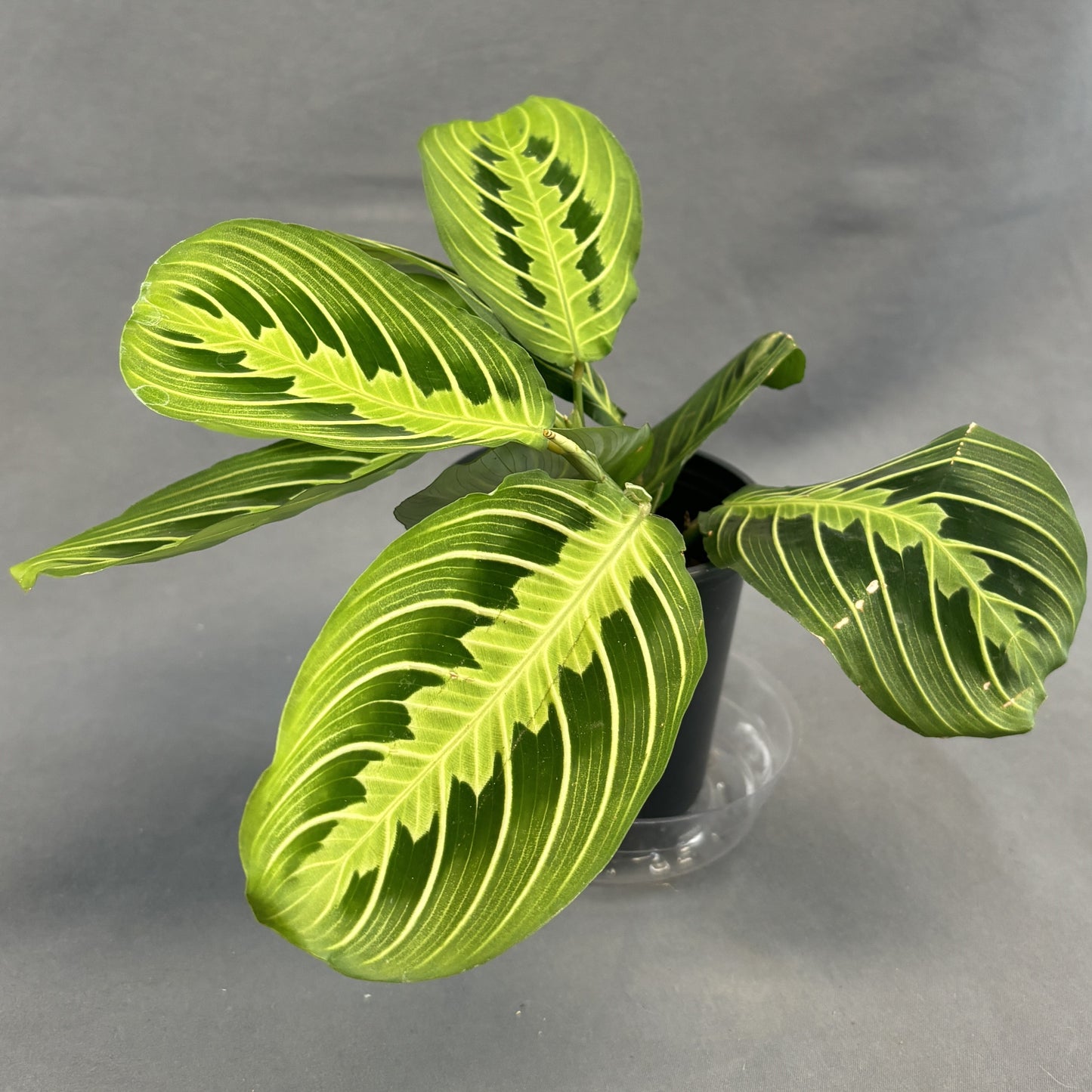 Maranta 'Lemon Lime'