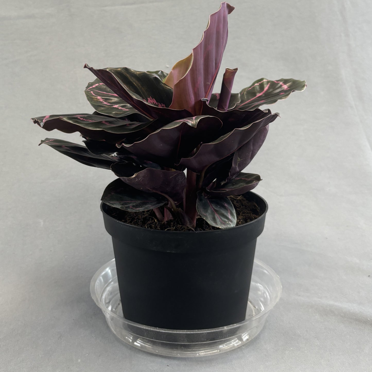 Calathea 'Dottie'