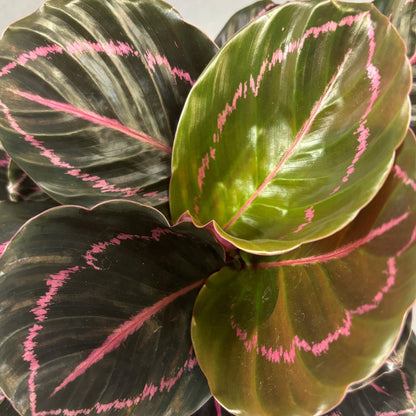 Calathea 'Dottie'