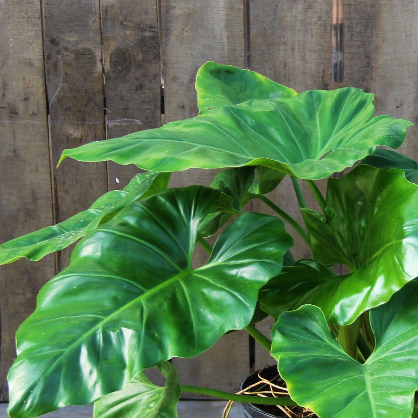 Philodendron 'Giganteum'