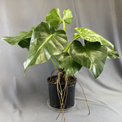 Philodendron 'Giganteum'