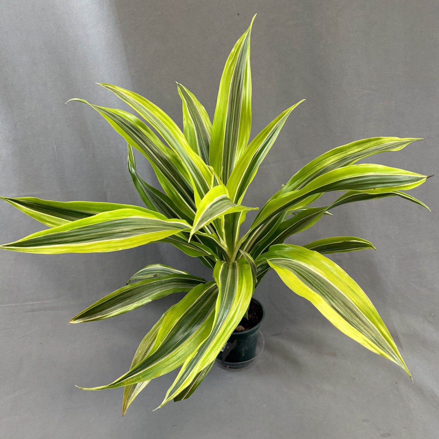 Dracaena 'Lemon Lime'