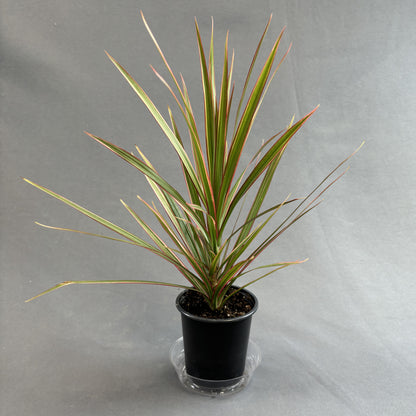 Dracaena 'Magenta'