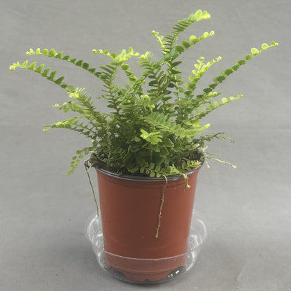 Lemon Button Fern