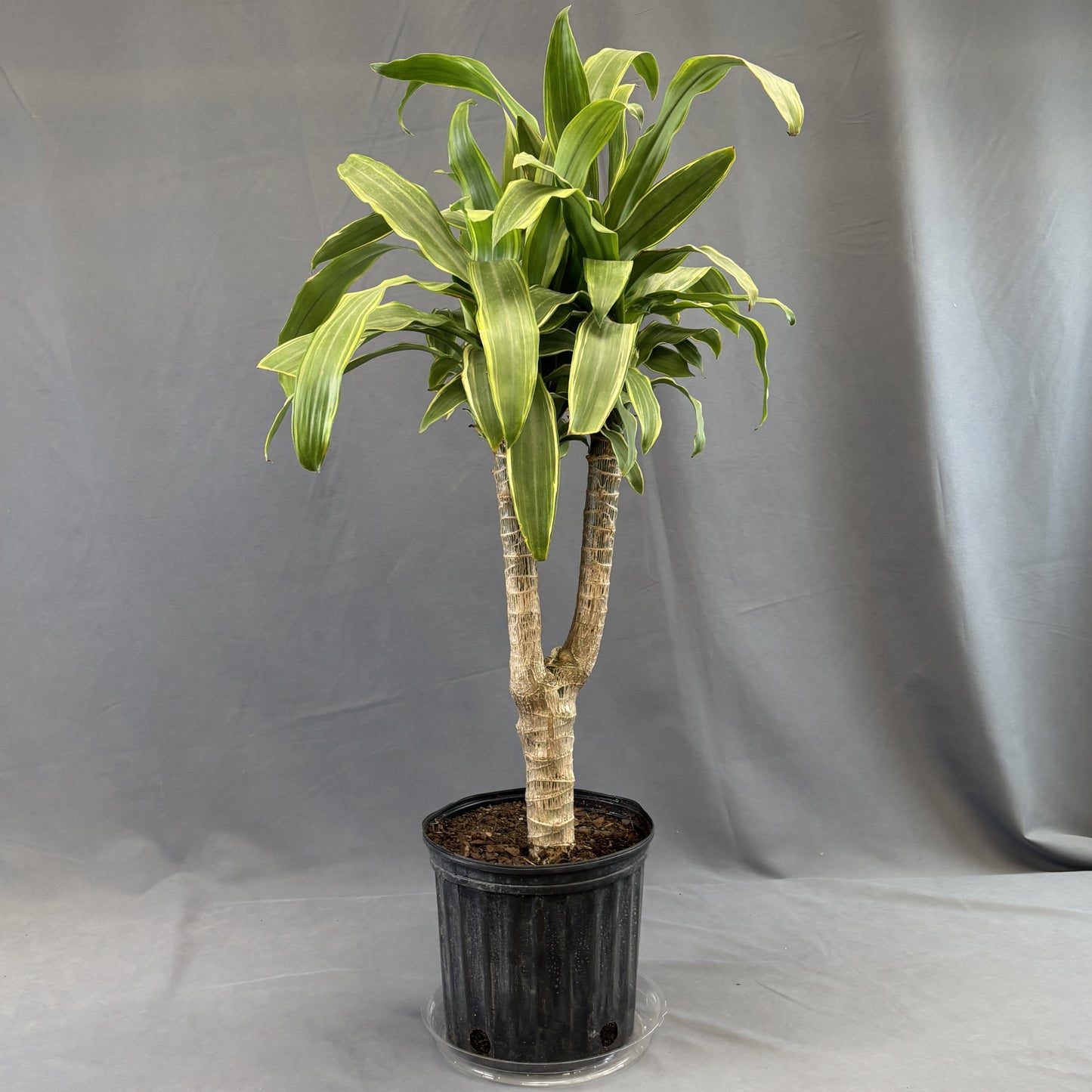 Dracaena 'Carmen'