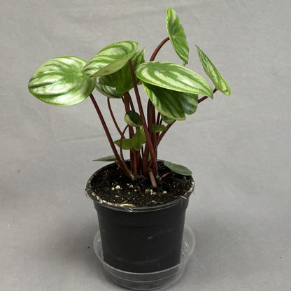 Peperomia 'Watermelon'