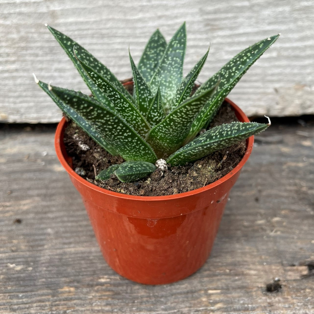 Knoppies Gasteria