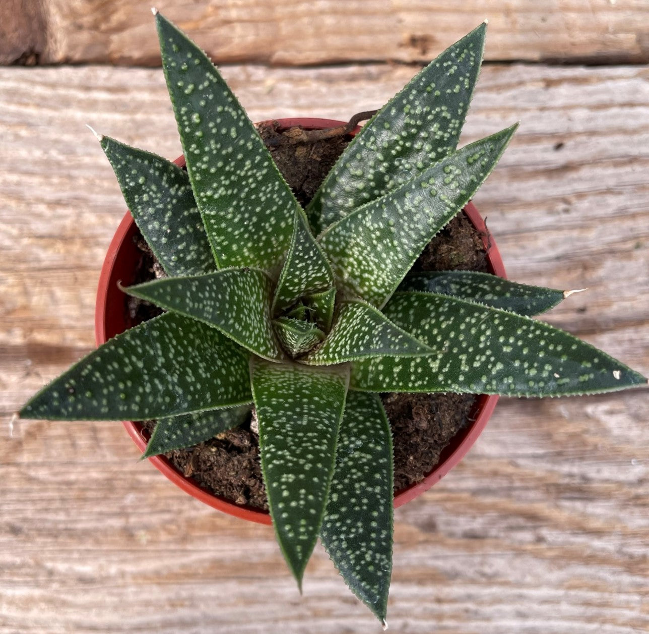 Knoppies Gasteria