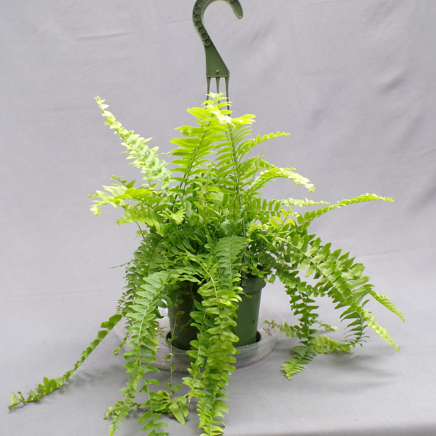 Boston Fern