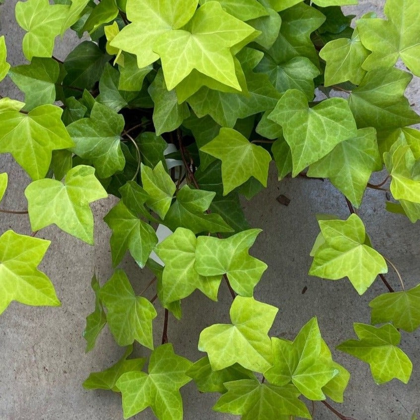 Algerian Ivy