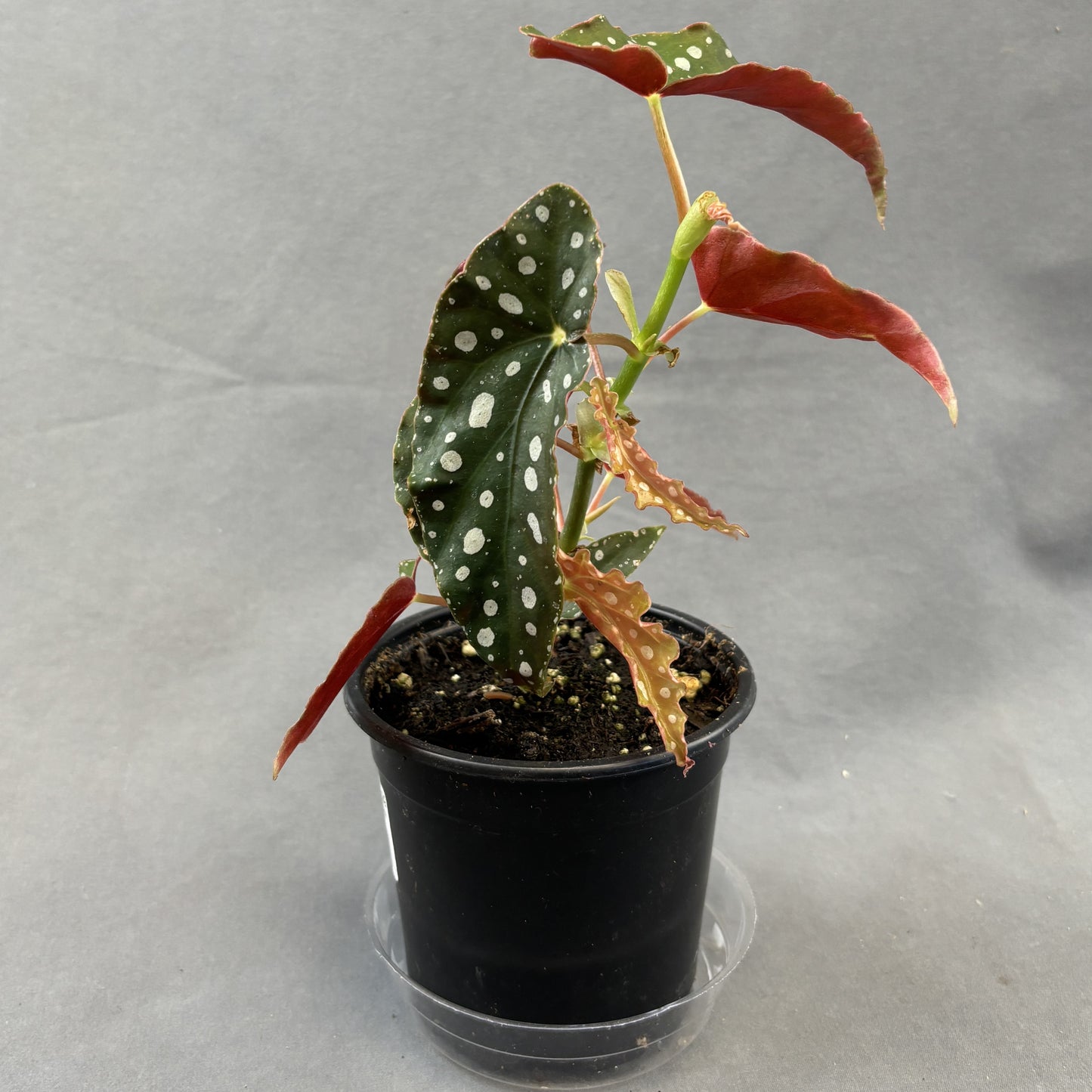 Polka Dot Begonia