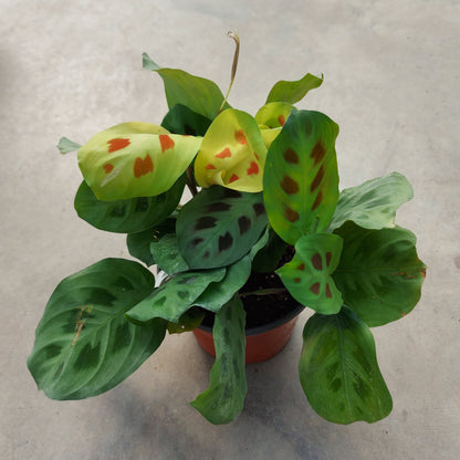 Maranta 'Rabbit Tracks'