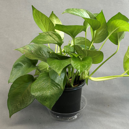 Pothos 'Jade'