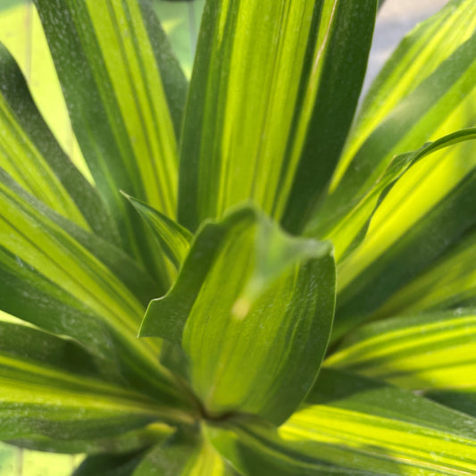 Dracaena 'Golden Heart'