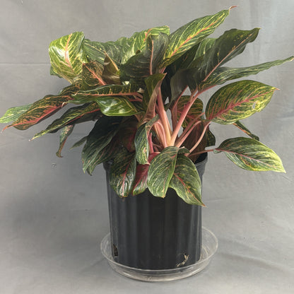 Aglaonema 'Red Emerald'