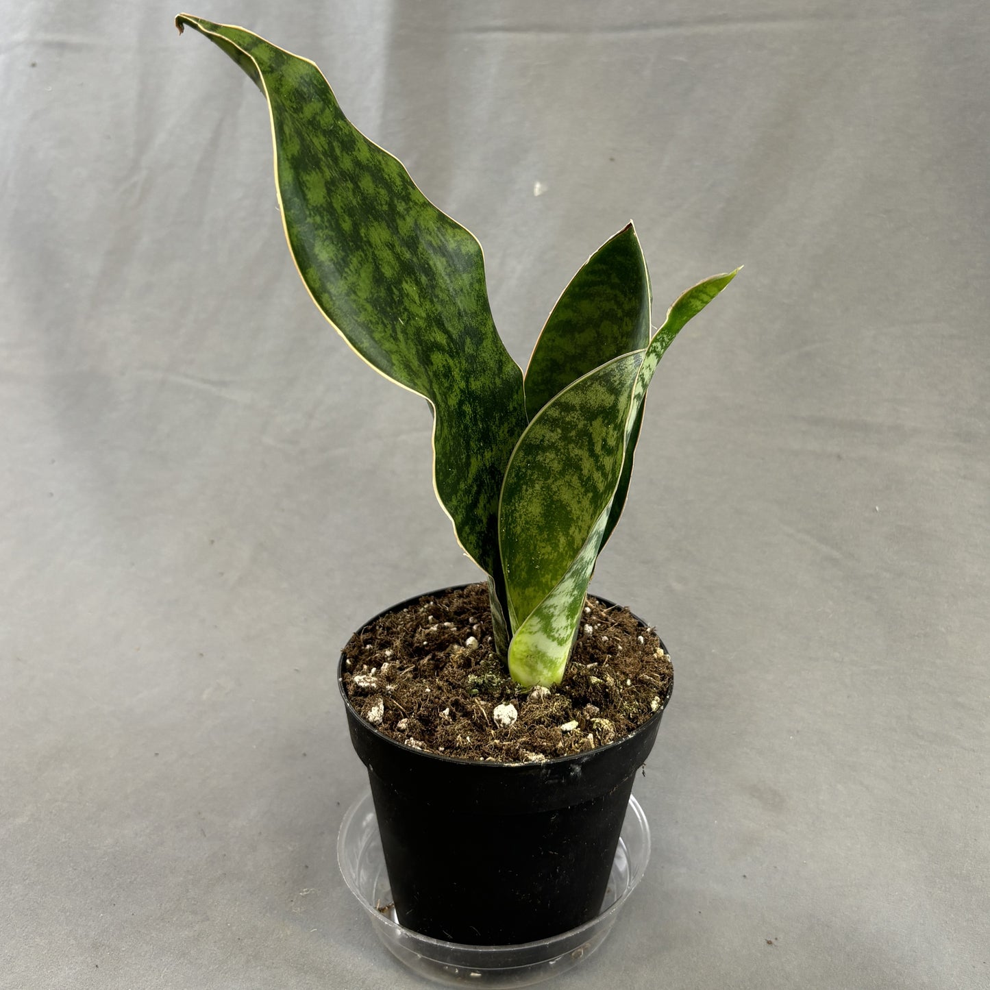 Snake Plant 'Whale Fin'