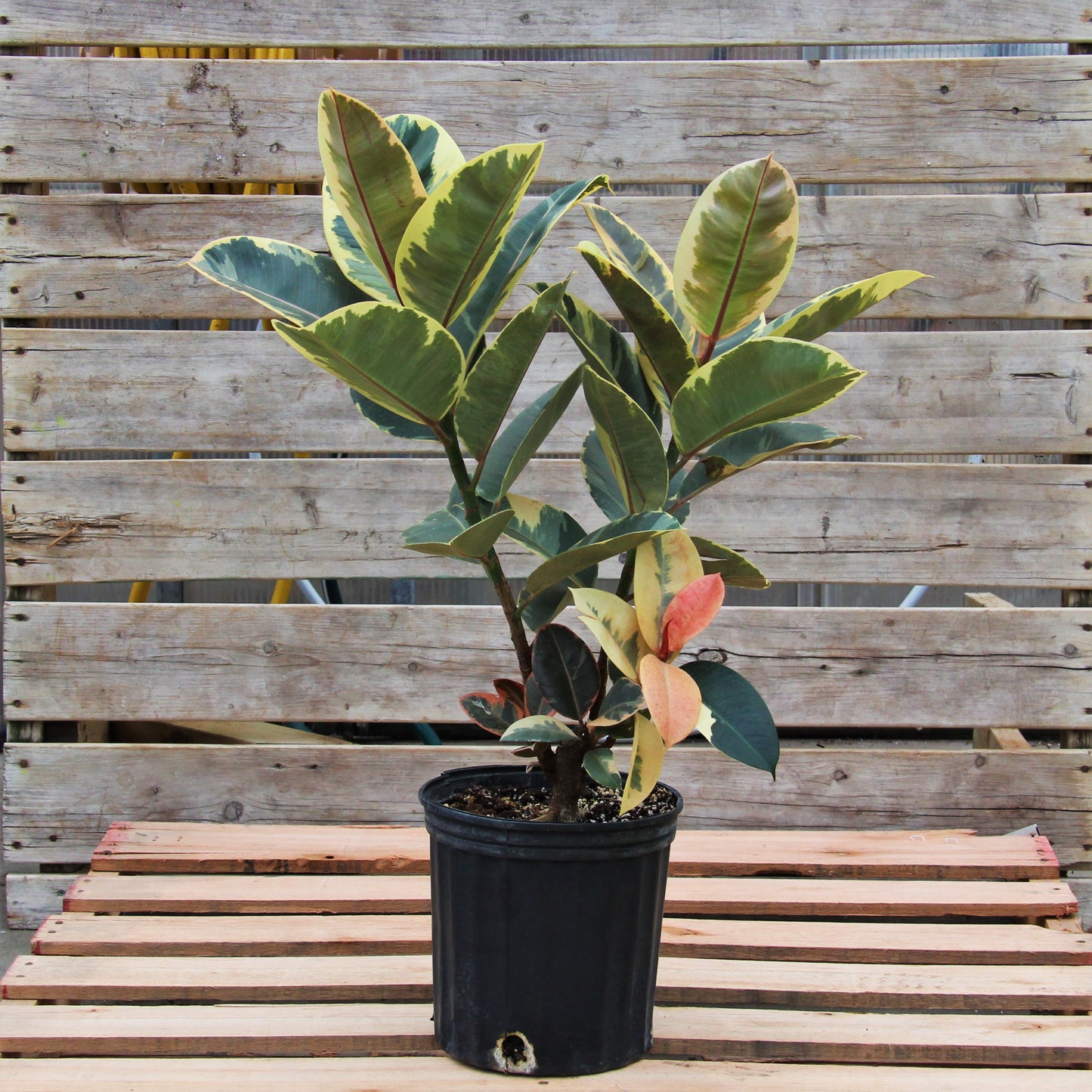 Ficus 'Tineke'