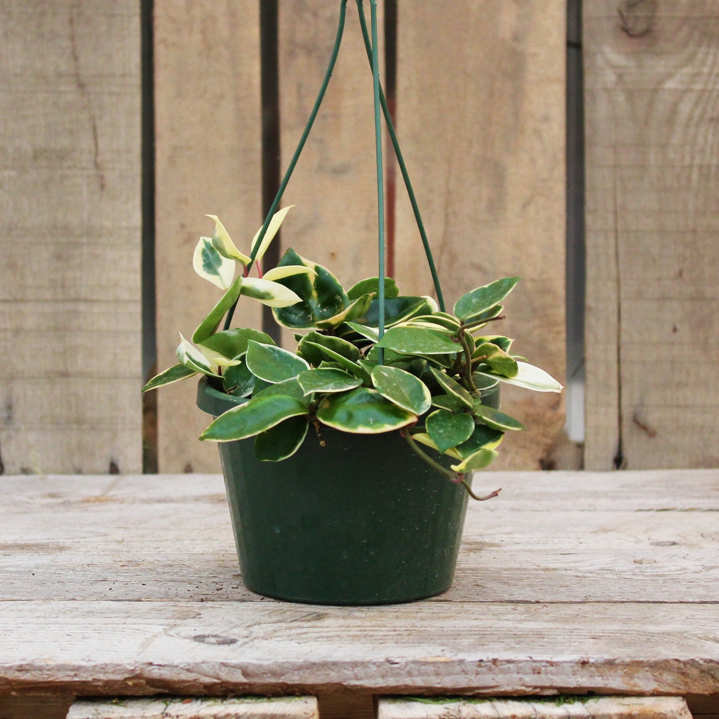 Hoya carnosa 'Krimson Queen'