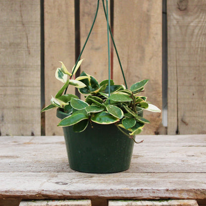 Hoya carnosa 'Krimson Queen'