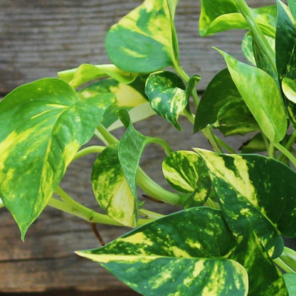 Pothos 'Hawaiian'